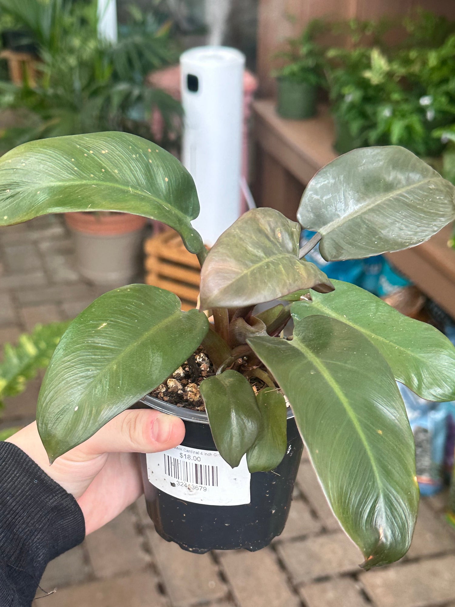 Philodendron Black Cardinal