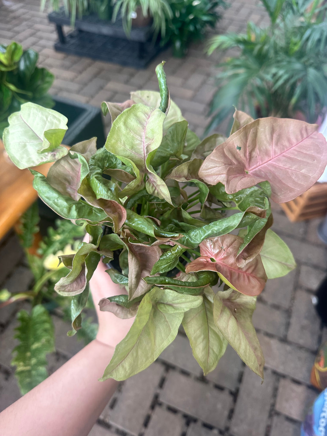 Pink Butterfly Syngonium