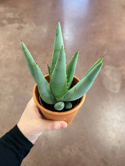 Desert Gem Aloe
