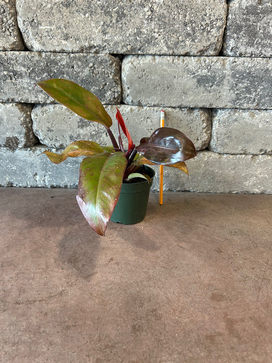 Prince of Orange Philodendron