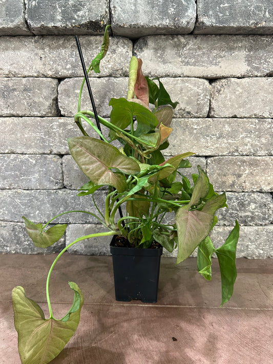 Strawberry Syngonium