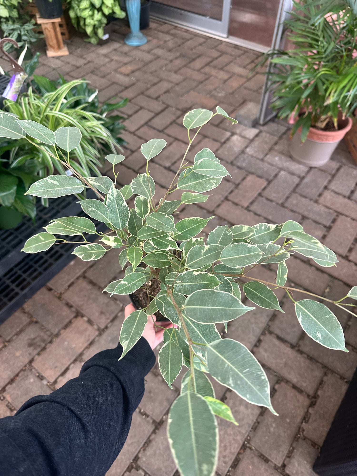 6" Variegated Ficus