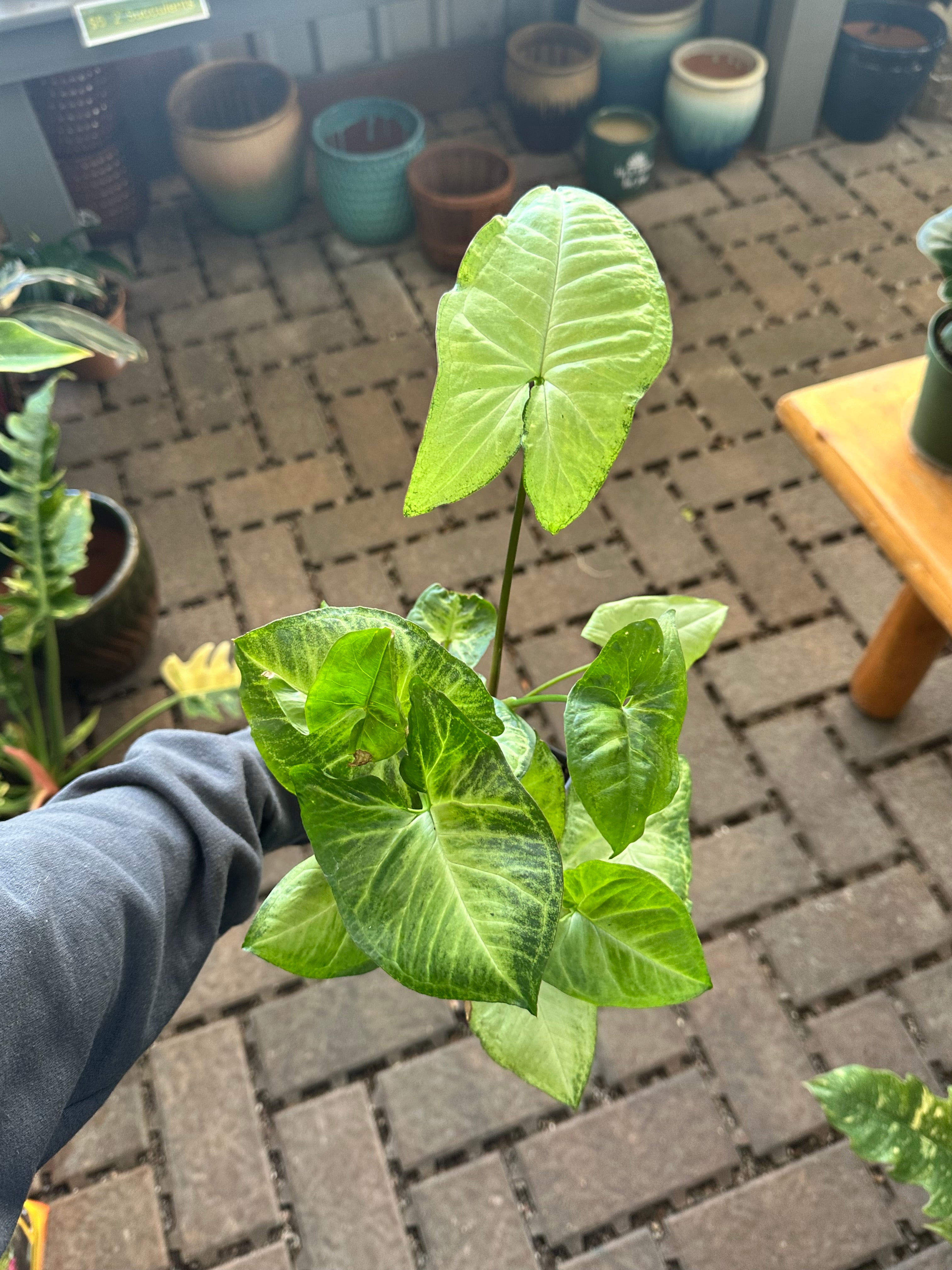 4" White Butterfly Syngonium