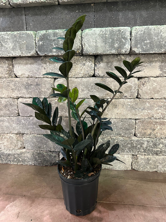 Black Queen ZZ Plant