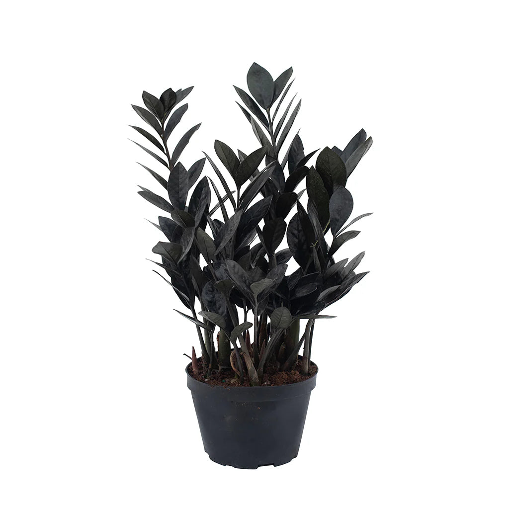 ZZ Zamioculcas &