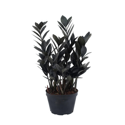 ZZ Zamioculcas &
