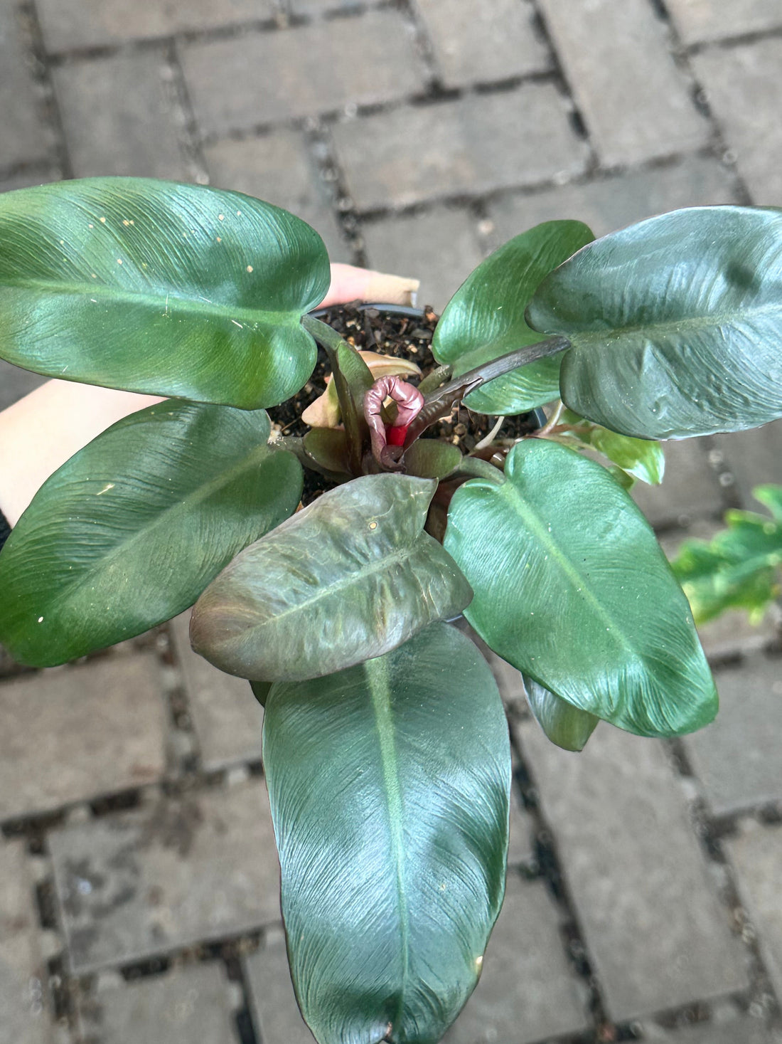 Philodendron Black Cardinal