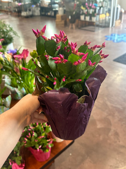 6" Spring Cactus