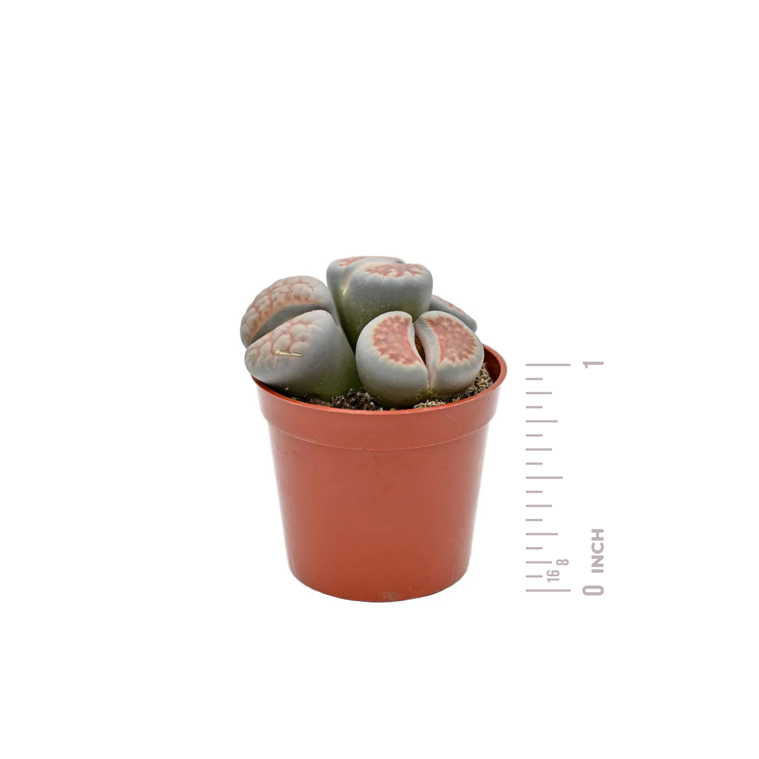 Lithop Living Stone
