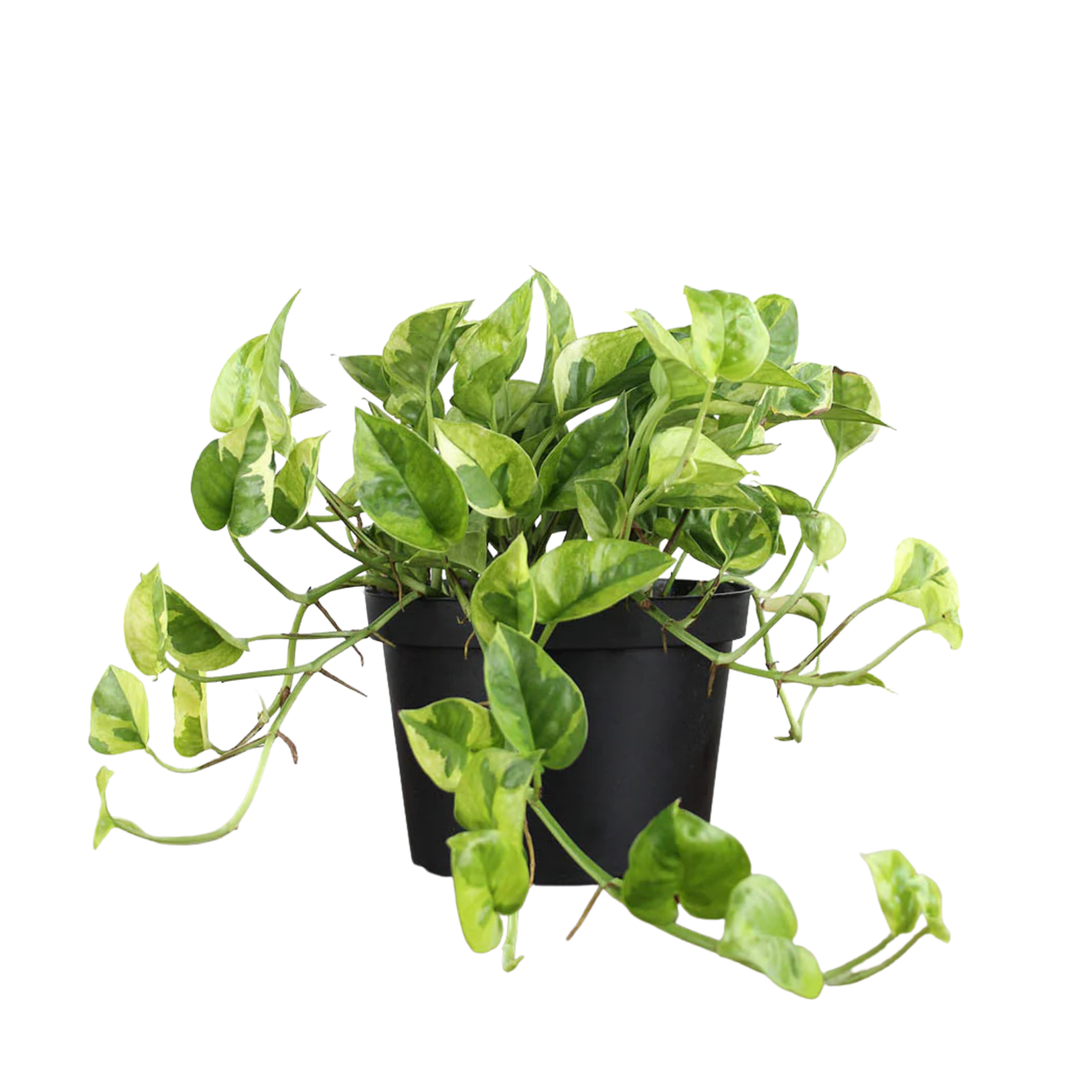 Lemon Top Pothos