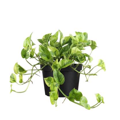 Lemon Top Pothos