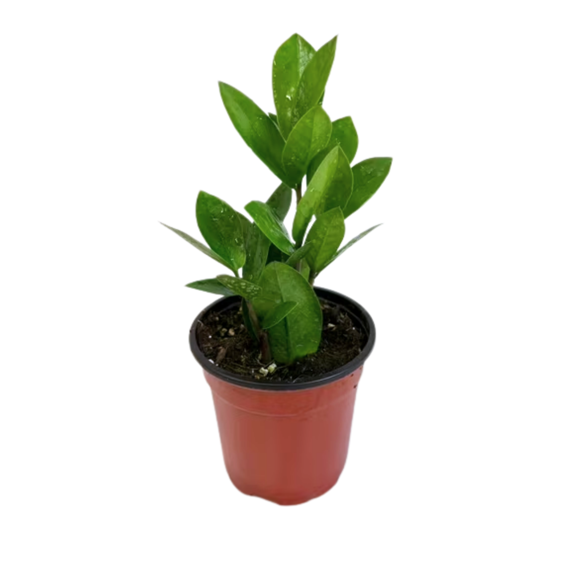 Zamioculcas &