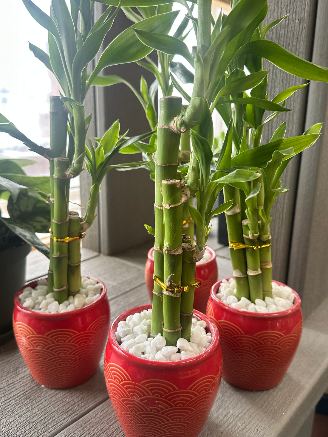 Majesty Lucky Bamboo