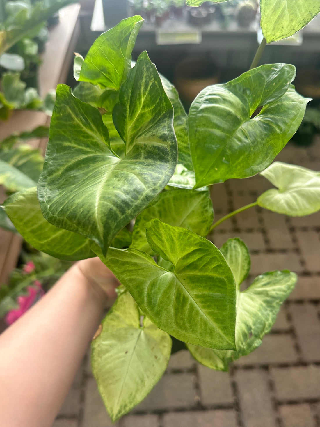 4" White Butterfly Syngonium