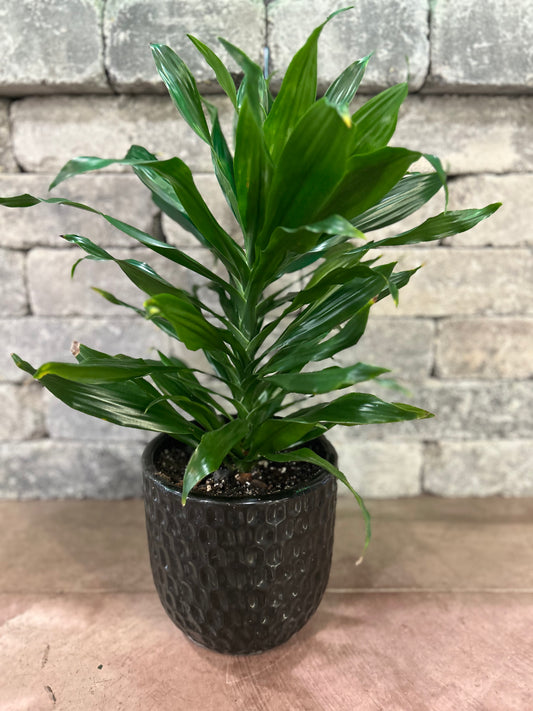 Janet Craig w/ Pot