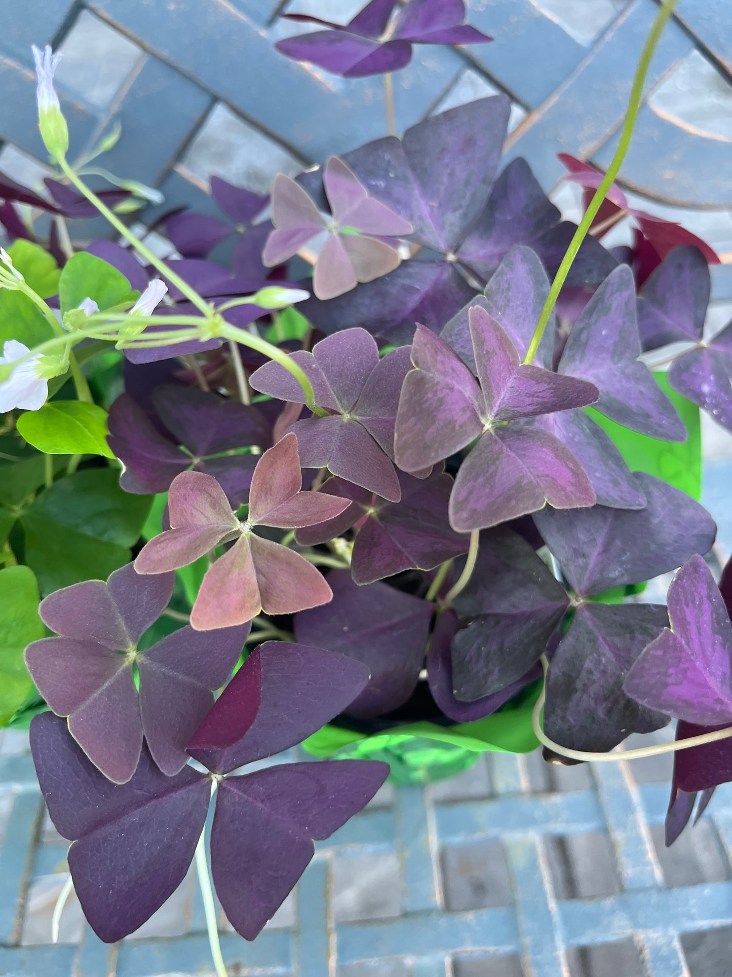 4" Shamrock