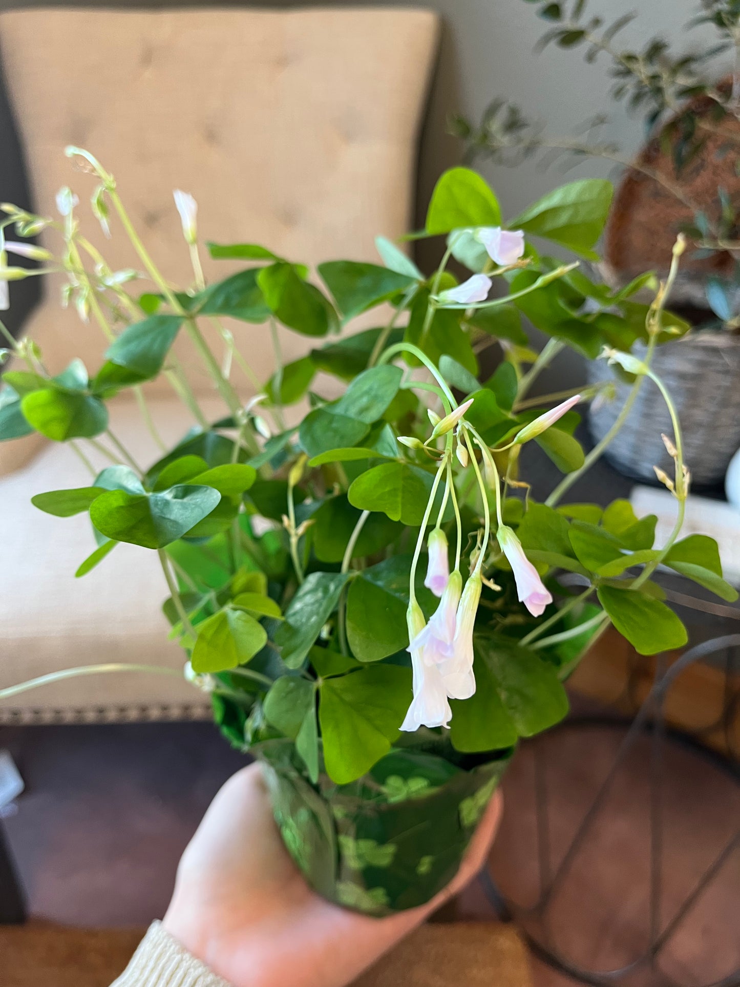 4" Shamrock
