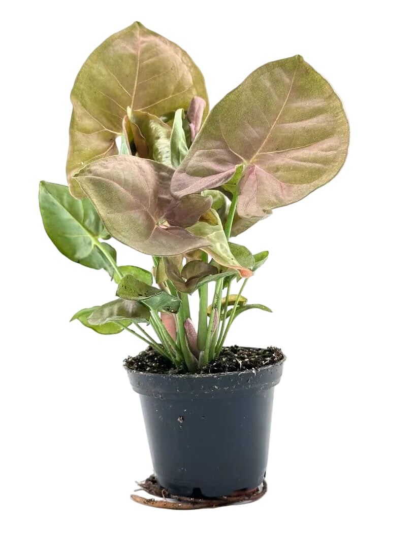 Pink Butterfly Syngonium