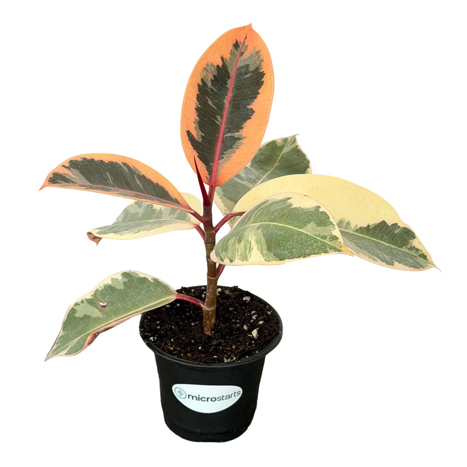 6" Ruby Ficus