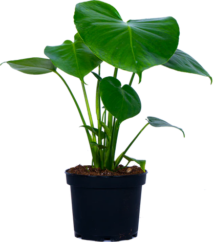 6" Monstera