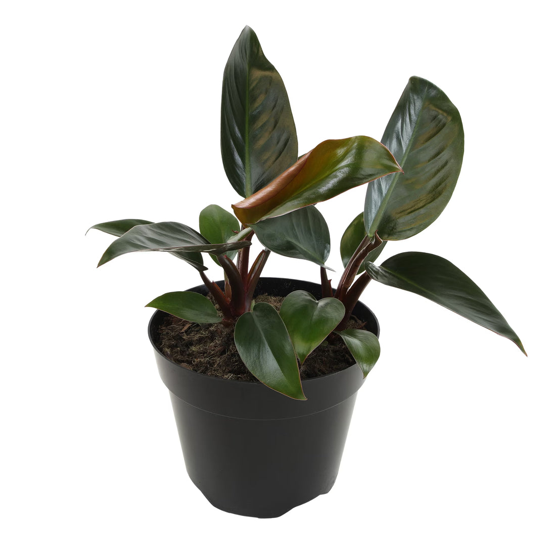 Philodendron Black Cardinal