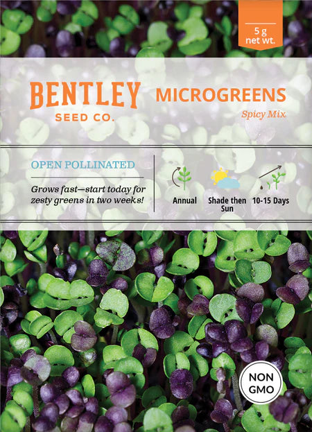 Bentley Seeds