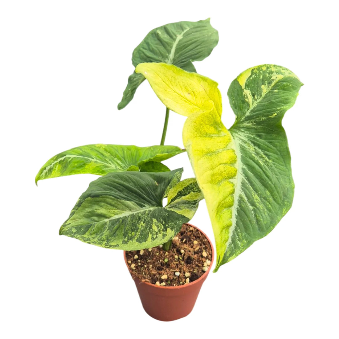 Syngonium Scrambled Eggs