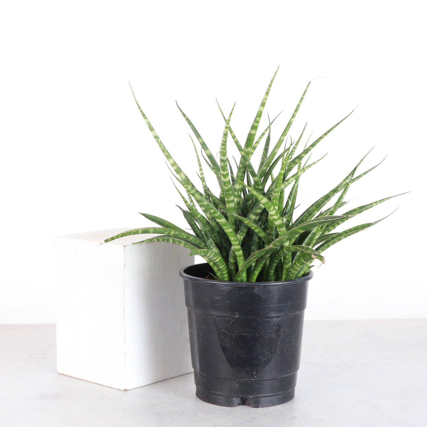 Sansevieria Fernwood