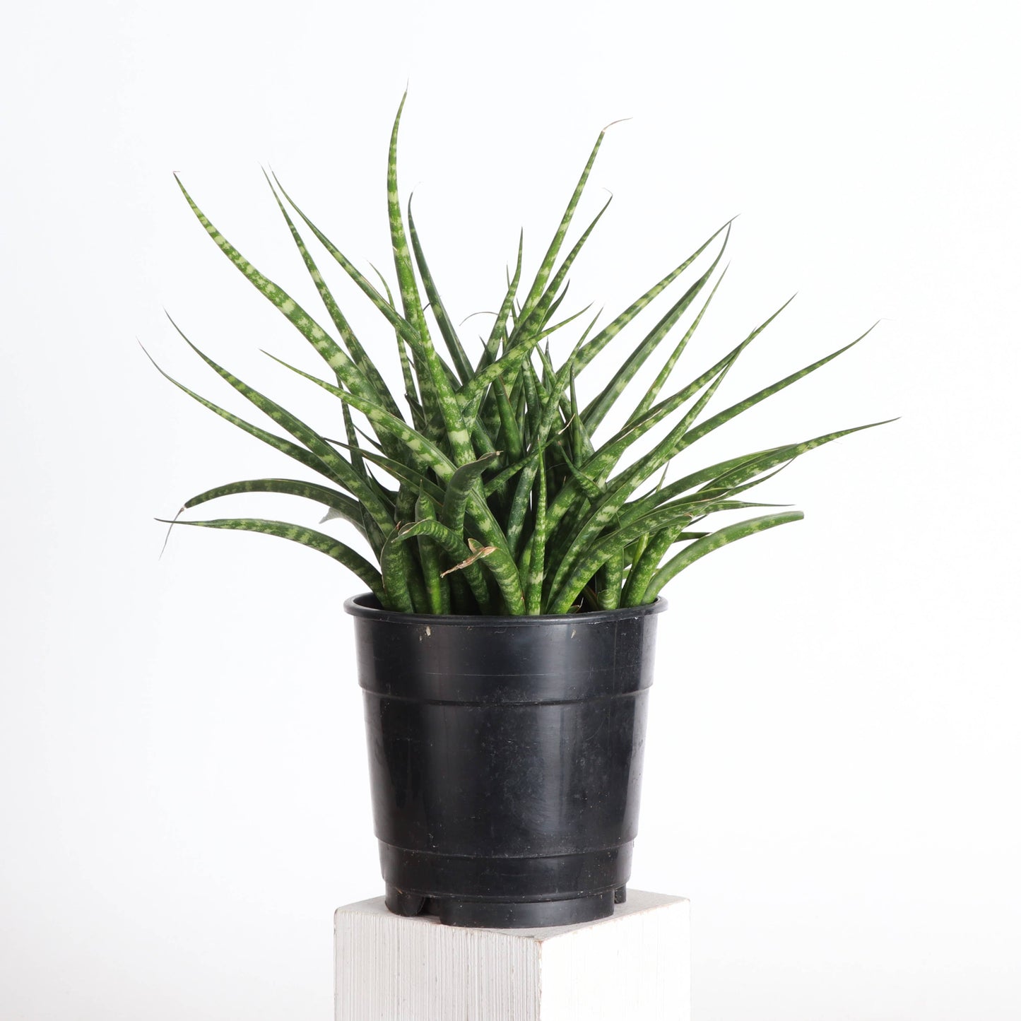Sansevieria Fernwood