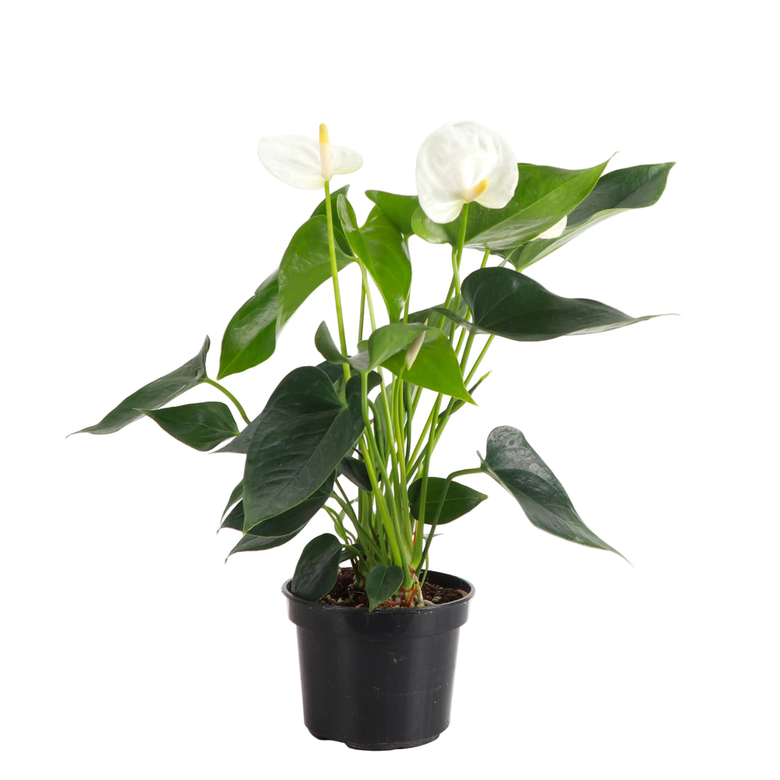 White Anthurium