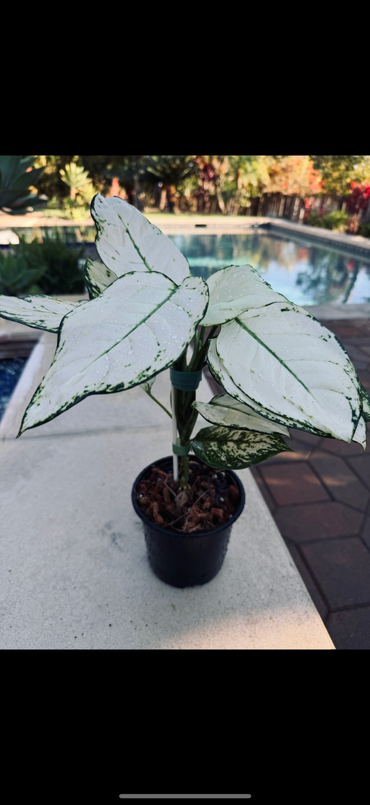 Aglaonema Super White