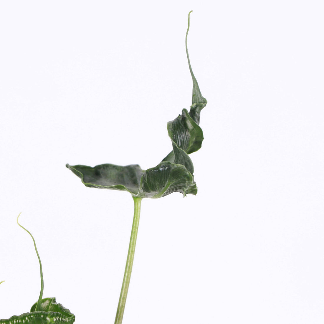 Alocasia Teletubbie Plant