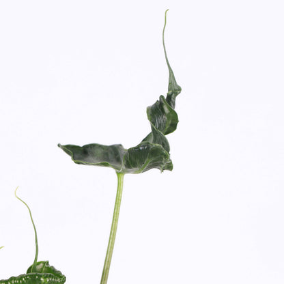 Alocasia Teletubbie Plant