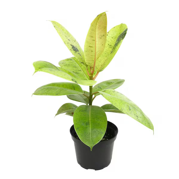 Ficus ‘Shivereana’ (Moonshine)