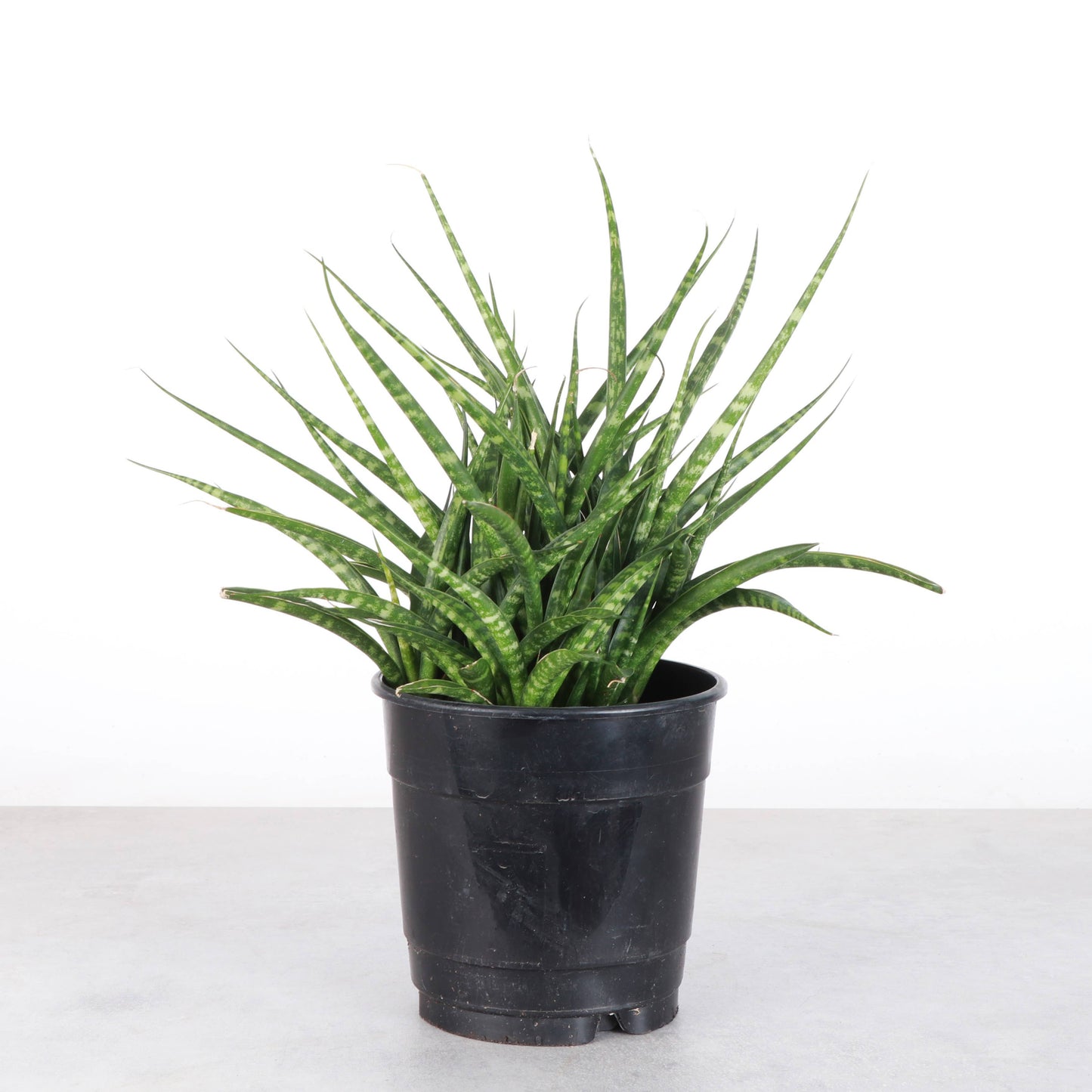 Sansevieria Fernwood