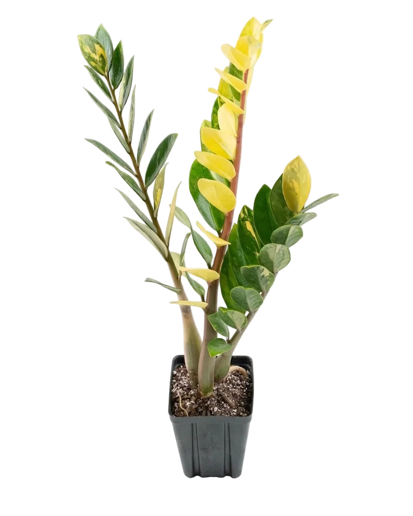 Variegated ZZ