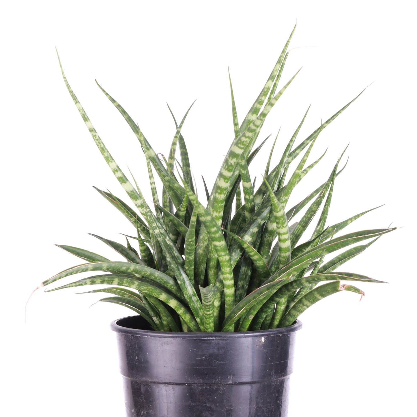 Sansevieria Fernwood
