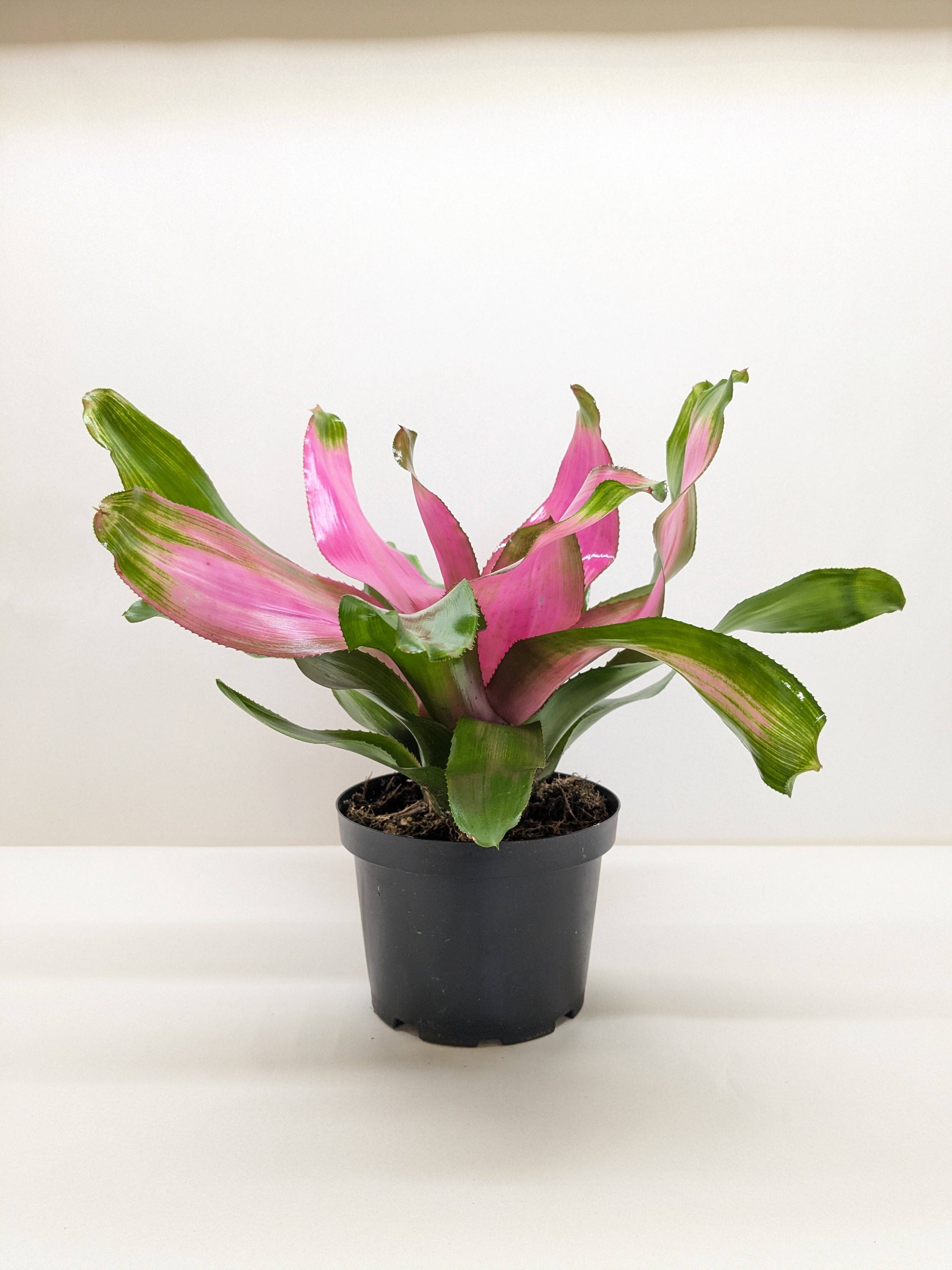 Bromeliad &