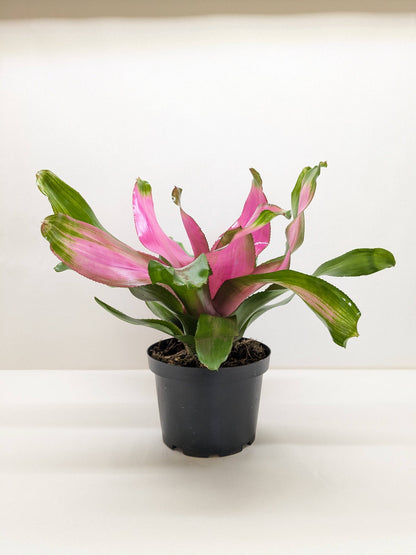 Bromeliad &