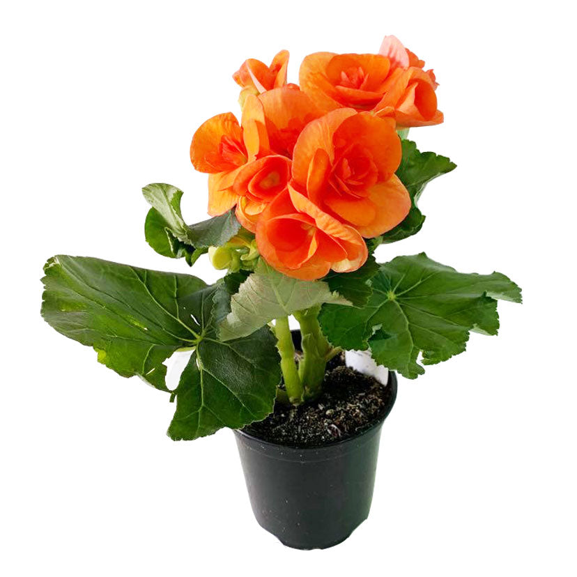 Begonia Reigor 4"