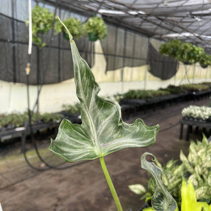 Alocasia Teletubbie Plant