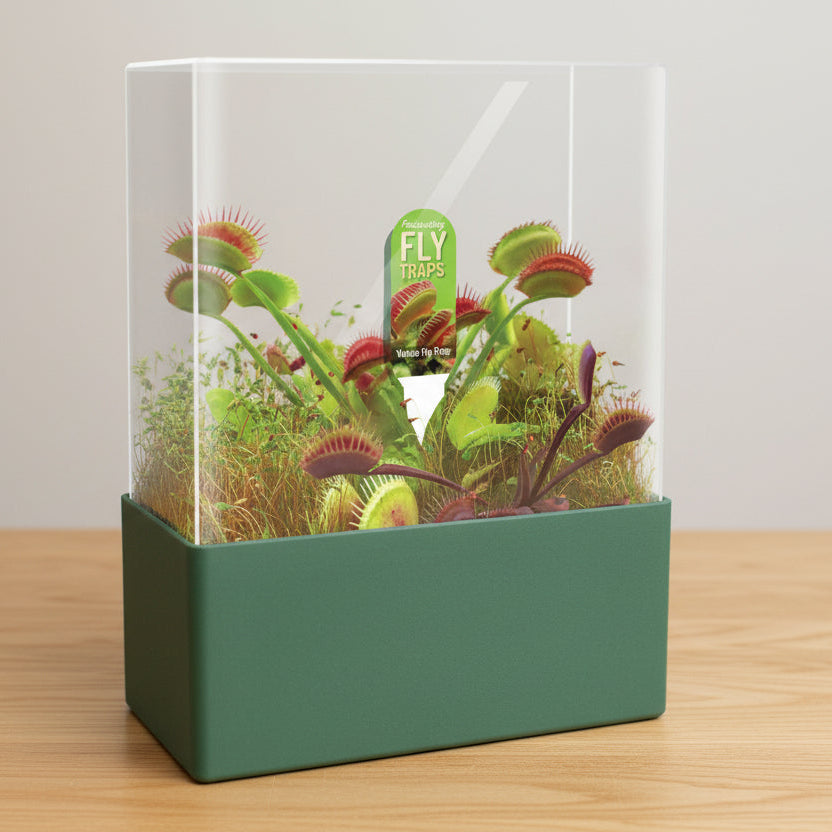 Flytraps Seed Square Terrarium