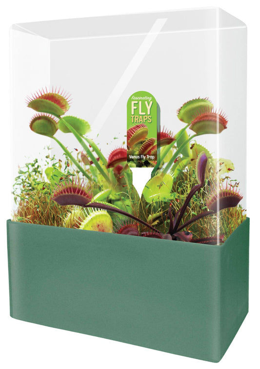 Flytraps Seed Square Terrarium