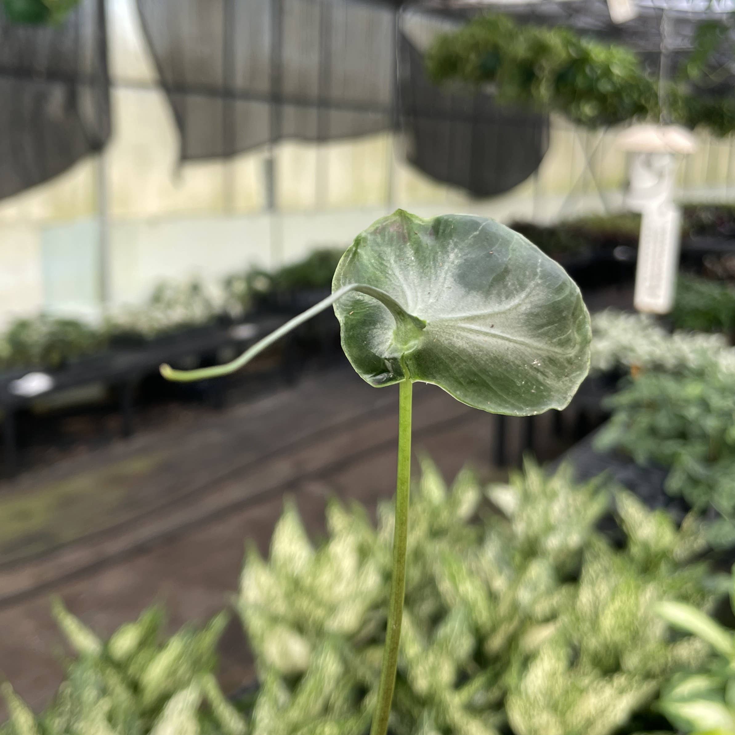 Alocasia Teletubbie Plant