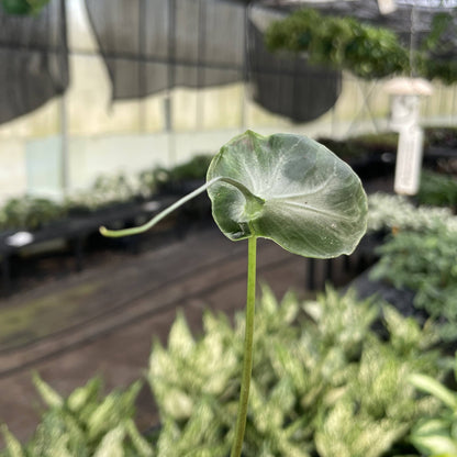 Alocasia Teletubbie Plant