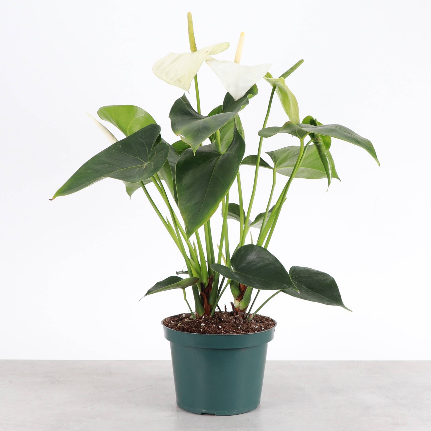 White Anthurium