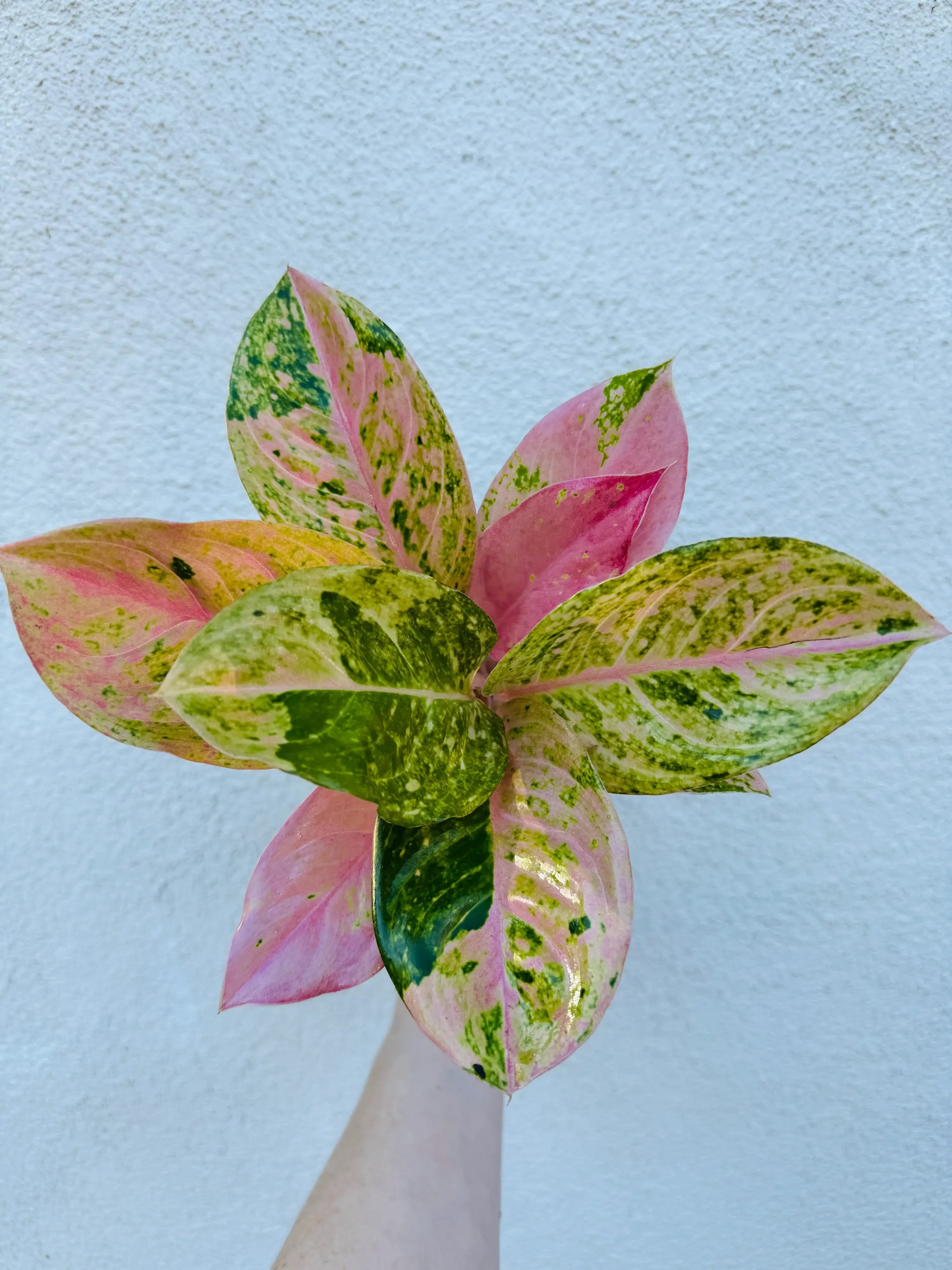 Aglaonema Prakaiphet