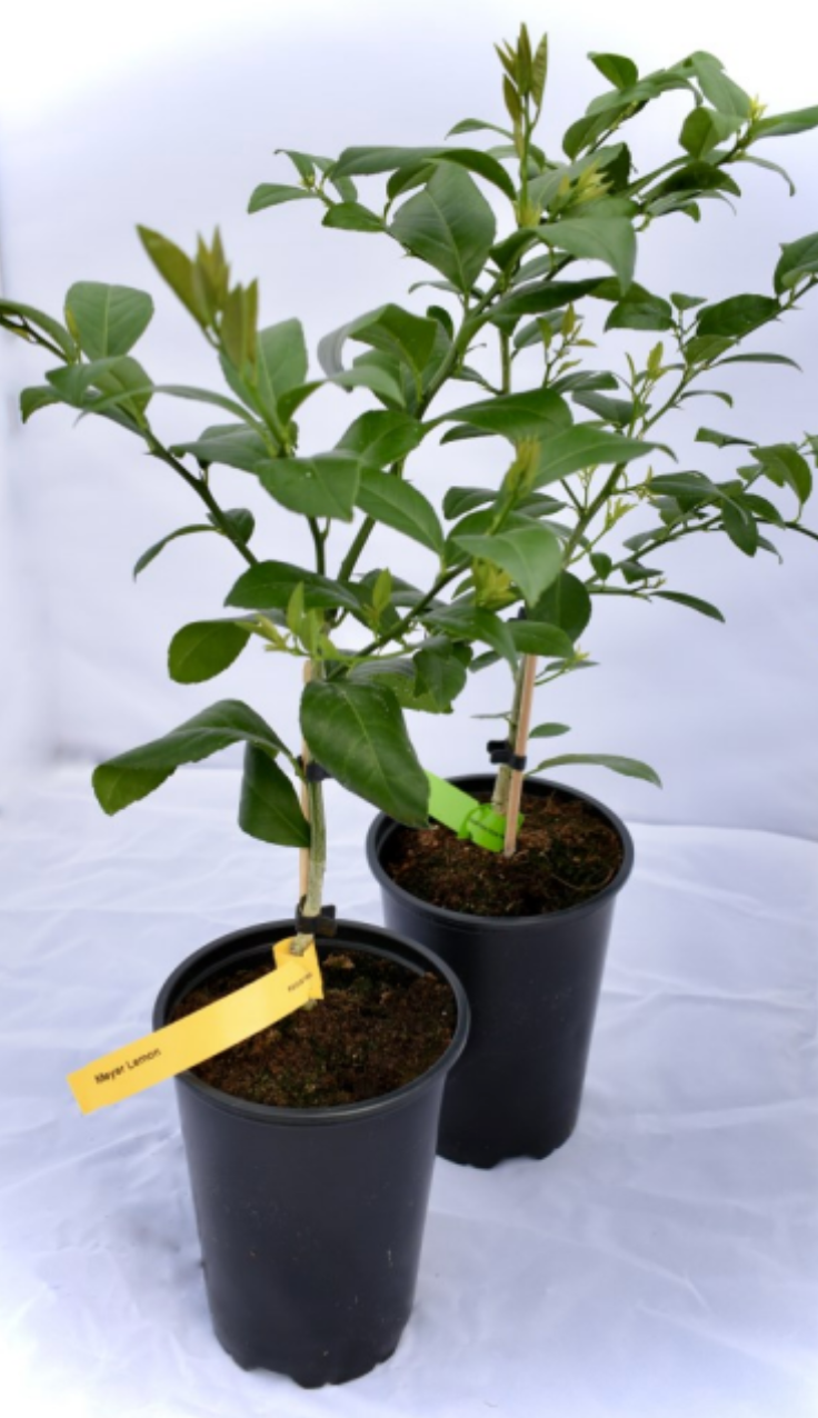 Pink Variegated Lemon