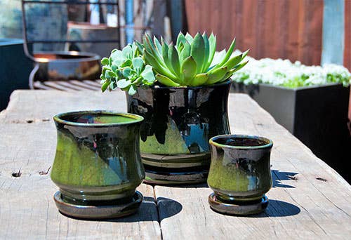 Lily Pot - Tropical Green