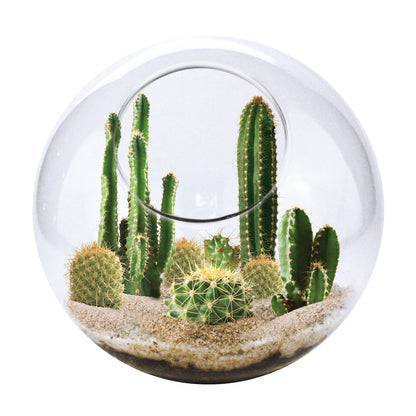 Mini Desert Cacti Kit